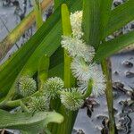 Sparganium emersum Fula