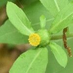 Carpesium divaricatum Flower