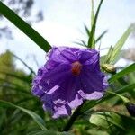 Solanum laciniatum Fleur