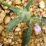 Justicia heterocarpa Bloem