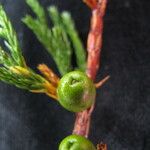 Juniperus recurva Hábito