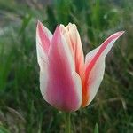 Tulipa clusiana Blomma