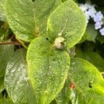 Hydrangea involucrata Blatt