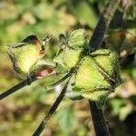 Malva multiflora Fruto