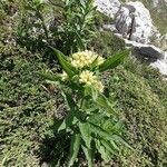 Senecio cacaliaster Flower