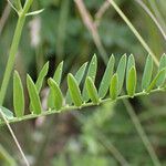 Vicia dalmatica Feuille