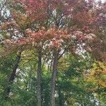 Oxydendrum arboreum Habitus