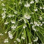 Allium triquetrumFlors