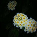 Lantana aculeata Flors