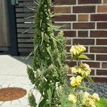 Verbascum lychnitis Kvet