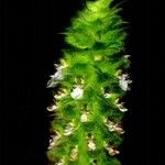 Teucrium lamiifolium