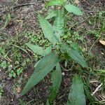 Persicaria hydropiper Buveinė