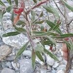 Oenothera stricta Folha