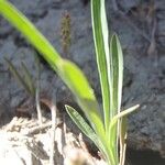 Bupleurum semicompositum ശീലം