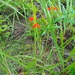 Striga asiatica Flower