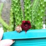 Huernia penzigii 花