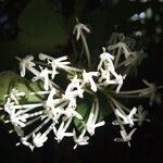 Ixora comptonii Flower