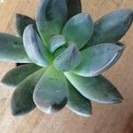 Pachyphytum kimnachii Leaf