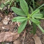 Talinum paniculatum Leaf