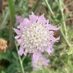 Scabiosa atropurpurea Blomma