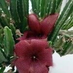 Stapelia hirsuta Lorea
