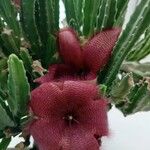 Stapelia hirsuta Çiçek