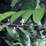 Securidaca paniculata Çiçek