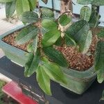 Syzygium paniculatum Листок