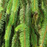 Picea sitchensis Hoja