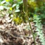 Scorzonera purpurea Flower