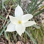Zephyranthes drummondii Flor