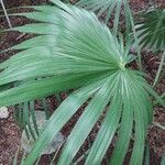 Thrinax radiata Folha