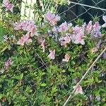 Rhododendron indicum Flower