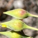 Diatelia tuberaria Fula