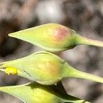 Tuberaria lignosa Blüte