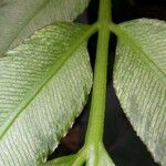 Danaea nodosa Leaf