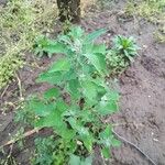 Chenopodium ficifolium Lehti