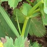 Alchemilla glabra Inny