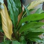 Spathiphyllum floribundum 葉