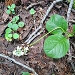 Pyrola elliptica পাতা