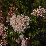 Eriogonum fasciculatum Flower