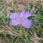 Barleria delamerei Λουλούδι