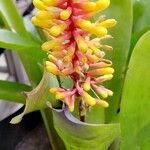 Aechmea caudata Blatt