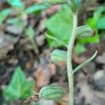 Epipactis microphylla Meyve