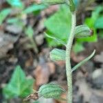 Epipactis microphylla Vrucht