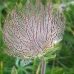 Geum montanum 果實