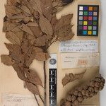 Lithocarpus ailaoensis Otro
