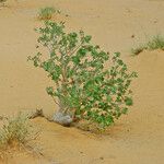 Jatropha chevalieri ശീലം