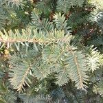 Taxus canadensis 葉