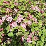 Weigela florida花